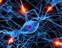 La neurogenesi nel cervello adulto e malattia di Alzheimer (abstract) 2007